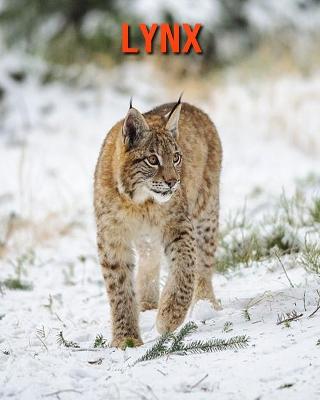 Book cover for Lynx