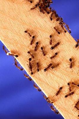 Cover of Insect Journal Fire Ants On Wood Entomology