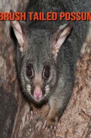 Cover of Brush Tailed Possum