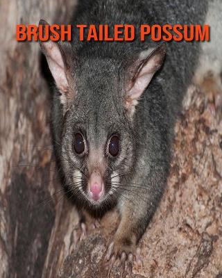 Book cover for Brush Tailed Possum