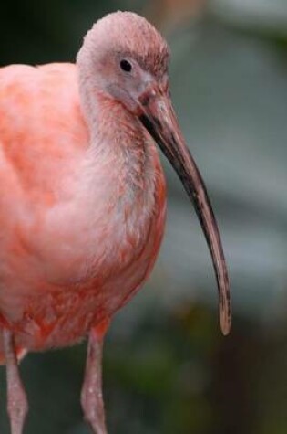 Cover of Pink Ibis Bird Journal