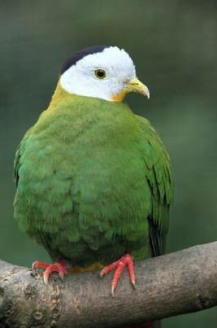 Cover of Black-Naped Fruit Dove Journal