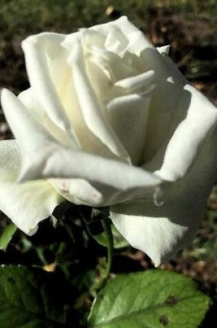 Cover of A Single White Rose on a Spring Day