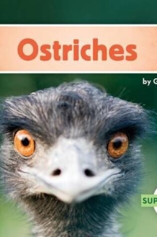 Cover of Ostriches