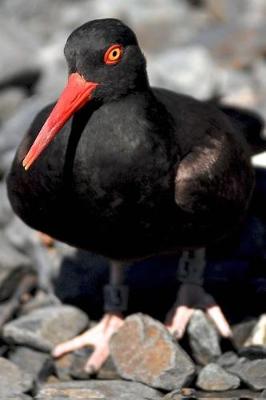 Book cover for Alaska Journal - Black Oystercatcher Bird