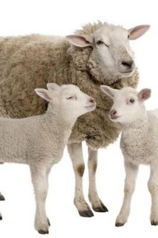 Cover of A Mother Ewe and Her Two Lambs, for the Love of Sheep