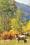 Book cover for Cute Sheep in the Rocky Mountains Wildlife Photograph College-ruled Lined School Composition Notebook