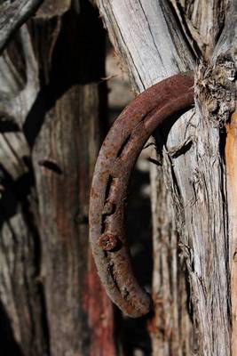 Book cover for An Old Lucky Horseshoe in a Tree