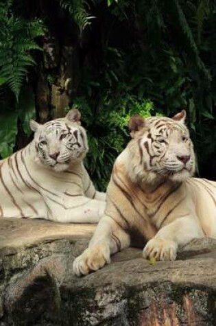 Cover of A Pair of Beautiful White Tigers Relaxing on a Rock