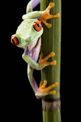 Book cover for Red-Eyed Tree Frog Checking You Out Journal