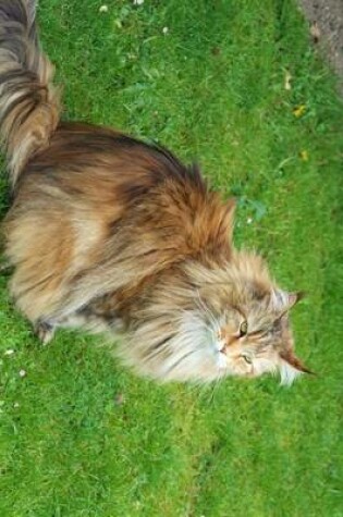 Cover of A Siberian Forest Cat in the Grass