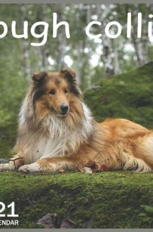 Cover of Rough collie
