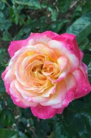 Cover of Pink & Yellow Rose