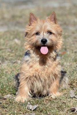 Book cover for The Norwich Terrier Dog Journal