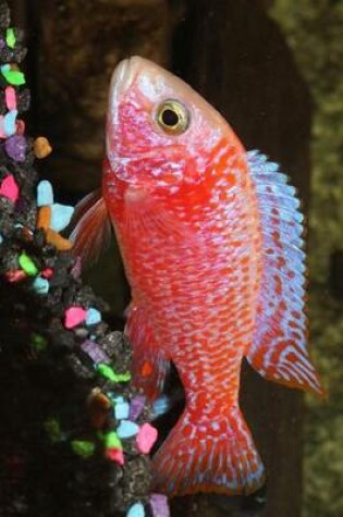 Cover of Strawberry Peacock African Cichlid