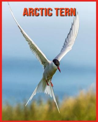 Book cover for Arctic Tern