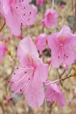 Book cover for 2020 Weekly Planner Pink Flowers Spring Blooms 134 Pages