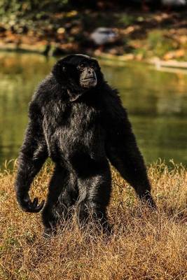 Book cover for Sainany Gibbon Monkey Walking Upright