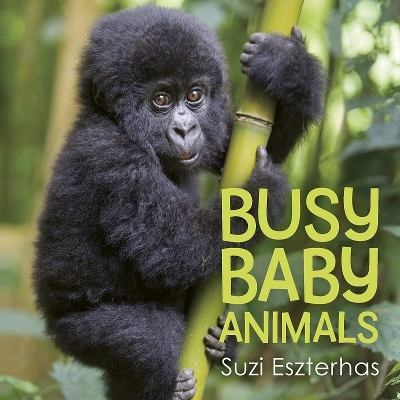 Book cover for Busy Baby Animals