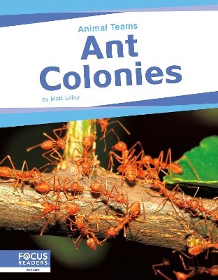 Book cover for Animal Teams: Ant Colonies