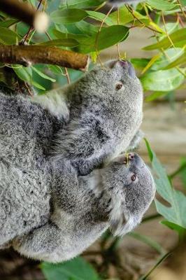 Book cover for Baby Koala Piggybacking on Mom Journal