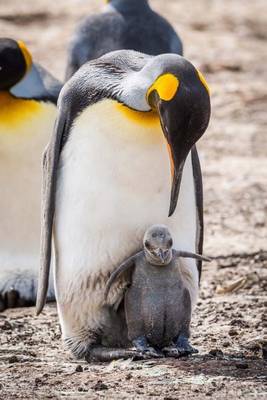 Book cover for A King Penguin with a Gray Baby Chick Family Journal