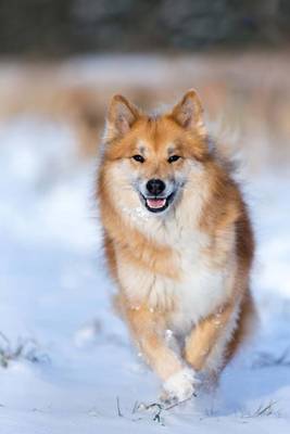 Book cover for The Icelandic Sheepdog Dog Journal