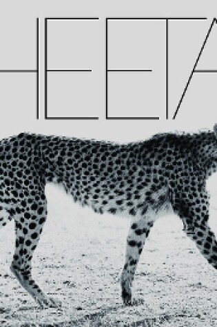 Cover of Cheetah