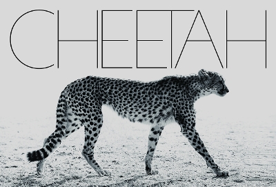 Book cover for Cheetah