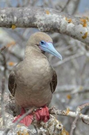 Cover of Red-Footed Booby Seabird in the Galapagos Islands Journal