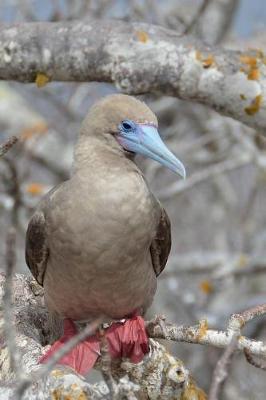 Book cover for Red-Footed Booby Seabird in the Galapagos Islands Journal