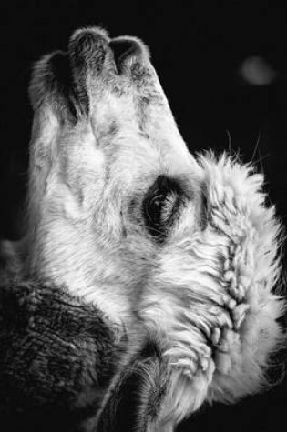 Cover of Black and White Profile of an Alpaca