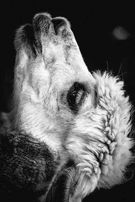 Book cover for Black and White Profile of an Alpaca