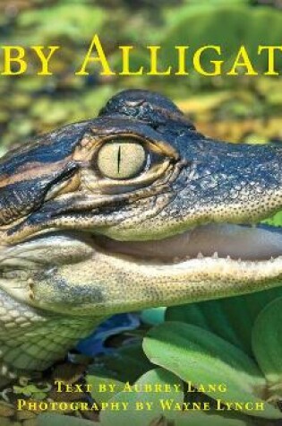 Cover of Baby Alligator