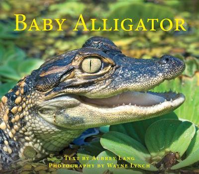 Book cover for Baby Alligator