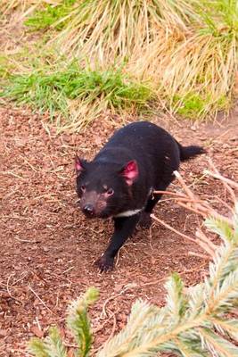 Book cover for Tasmanian Devil (200 Page Lined Journal)