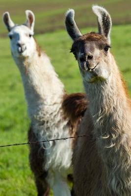 Book cover for Two Llamas Checking You Out Journal