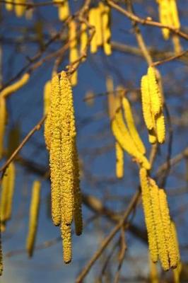 Book cover for Yellow Hazelnut Flowers in Spring Foliage Journal