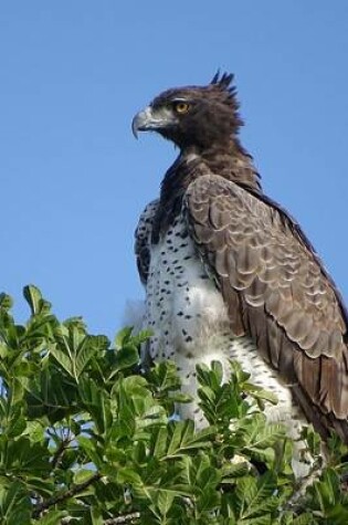 Cover of Side Profile of a Martial Eagle, Birds of the World