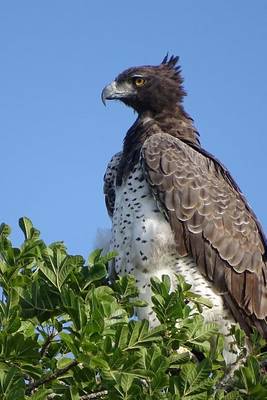 Book cover for Side Profile of a Martial Eagle, Birds of the World