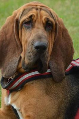 Book cover for Bloodhound Dog Taking a Break in the Grass Journal