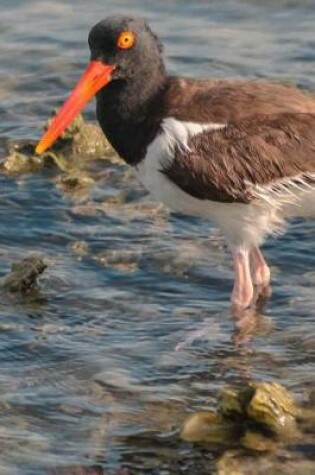 Cover of American Oystercatcher Bird Journal (Haematopus Palliatus)