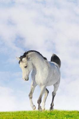 Book cover for A Beautiful White Arab Horse