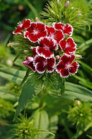 Cover of Wild Red Carnations, for the Love of Flowers