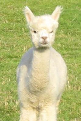 Book cover for So Very Cute White Baby Llama in Peru Journal