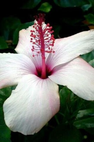 Cover of White Hibiscus (for the Love of Gardening)