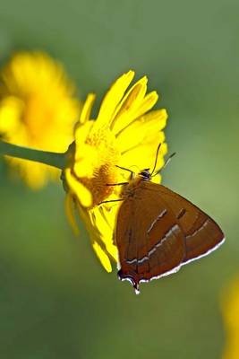 Book cover for Hairstreak Butterfly, for the Love of Nature