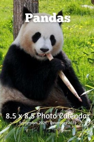 Cover of Panda 8.5 X 8.5 Calendar September 2021- December 2022