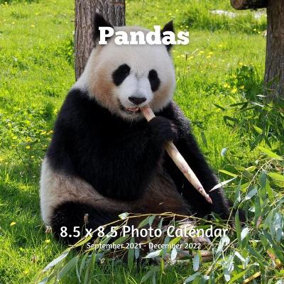 Book cover for Panda 8.5 X 8.5 Calendar September 2021- December 2022