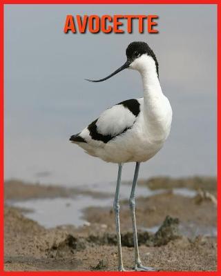 Book cover for Avocette